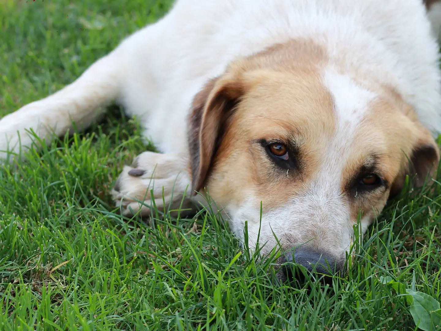 Adozione cane, maschio, Razza sconosciuta Razza sconosciuta, 1 anno e 6 mesi, taglia grande, Lecco