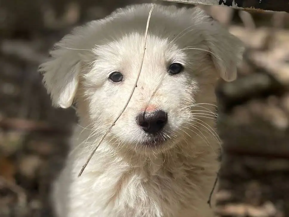 Adozione cane, femmina, Razza sconosciuta Razza sconosciuta, 7 mesi, taglia media, Frosinone