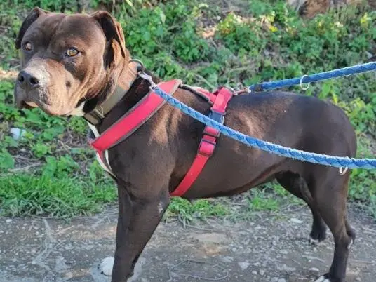 Adozione cane, femmina, Razza sconosciuta Razza sconosciuta, 4 anni e 10 mesi, taglia piccola, Napoli