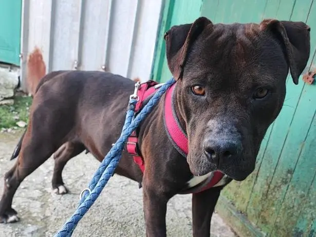 Adotta un cane, femmina, 4 anni e 10 mesi, Napoli