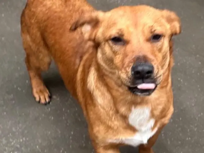 Adotta un cane, maschio, 3 anni e 9 mesi, Latina