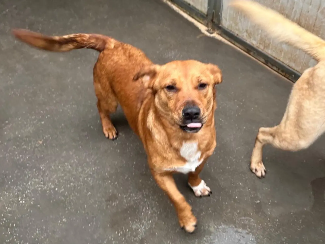 Adozione cane, maschio, Razza sconosciuta Razza sconosciuta, 3 anni e 9 mesi, taglia media contenuta, Latina