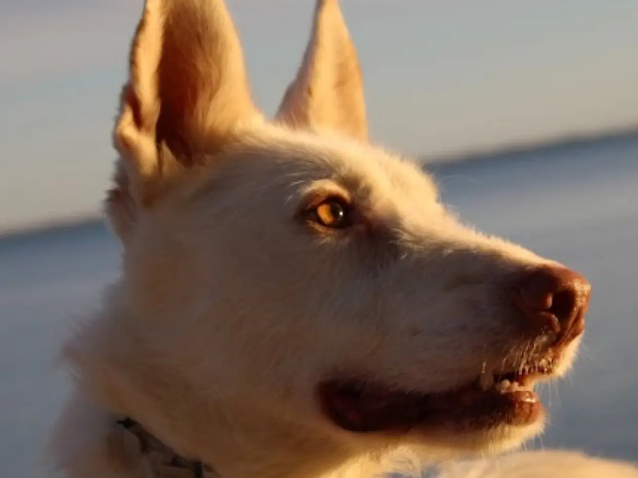Vuoi adottare un cane a Firenze?
