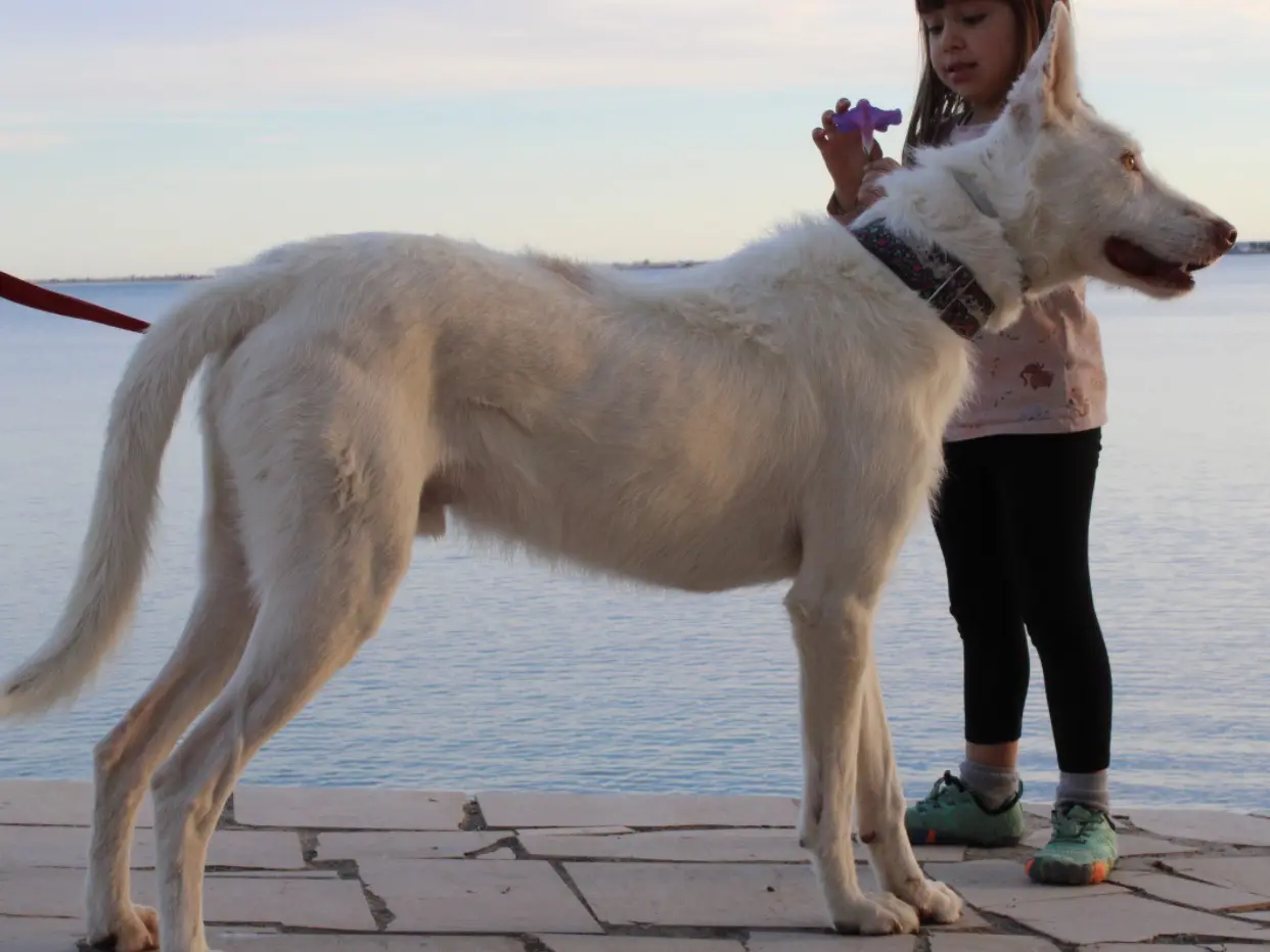 Adotta un cane, maschio, 4 anni e 6 mesi, Firenze
