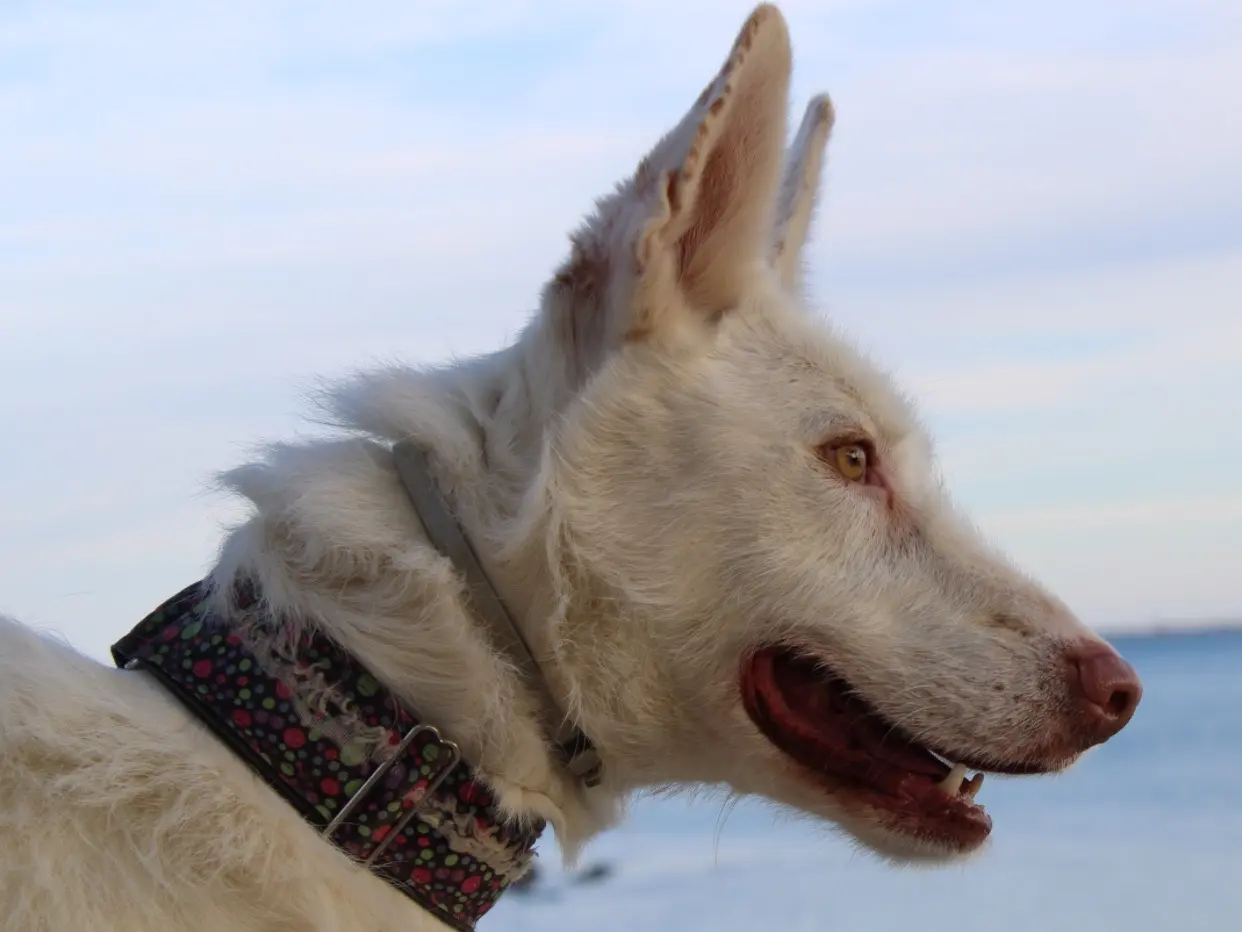 Adozione cane, maschio, Razza sconosciuta Razza sconosciuta, 4 anni e 6 mesi, taglia media, Firenze