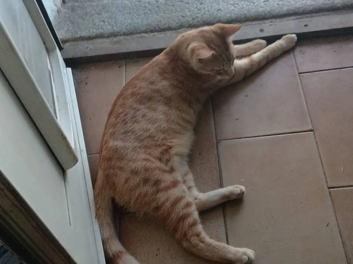 Foto 2 dell'animale