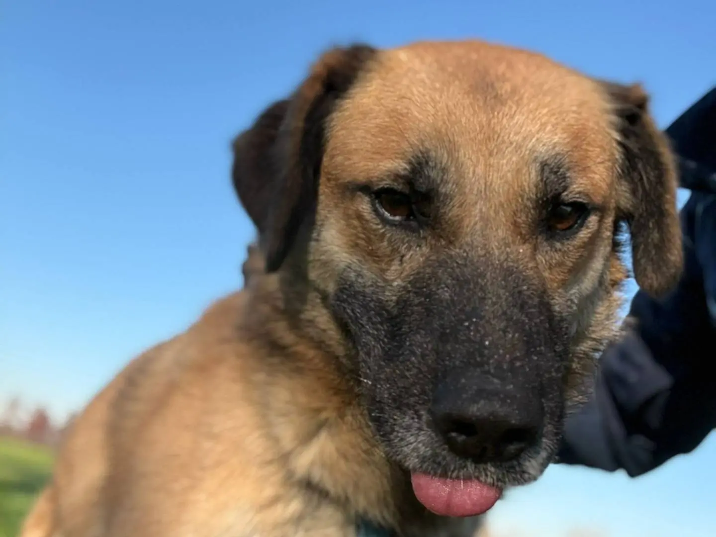 Adozione cane, femmina, Razza sconosciuta Razza sconosciuta, 6 anni e 6 mesi, taglia media, Cremona