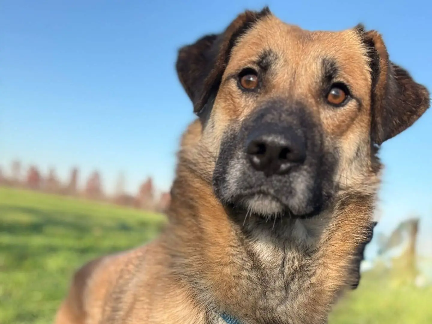 Adotta un cane, femmina, 6 anni e 6 mesi, Cremona