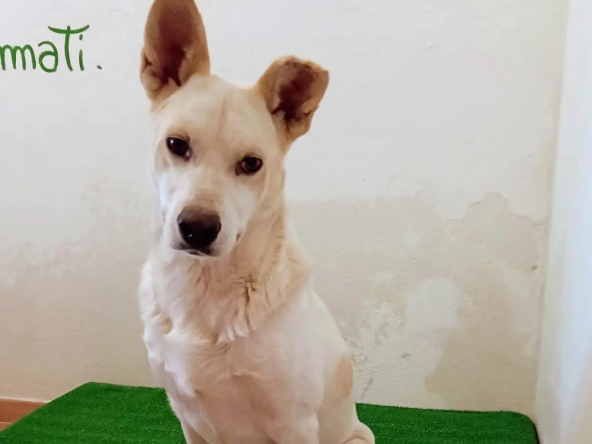 Adozione cane, maschio, Razza sconosciuta Razza sconosciuta, 4 anni e 2 mesi, taglia media, Siracusa