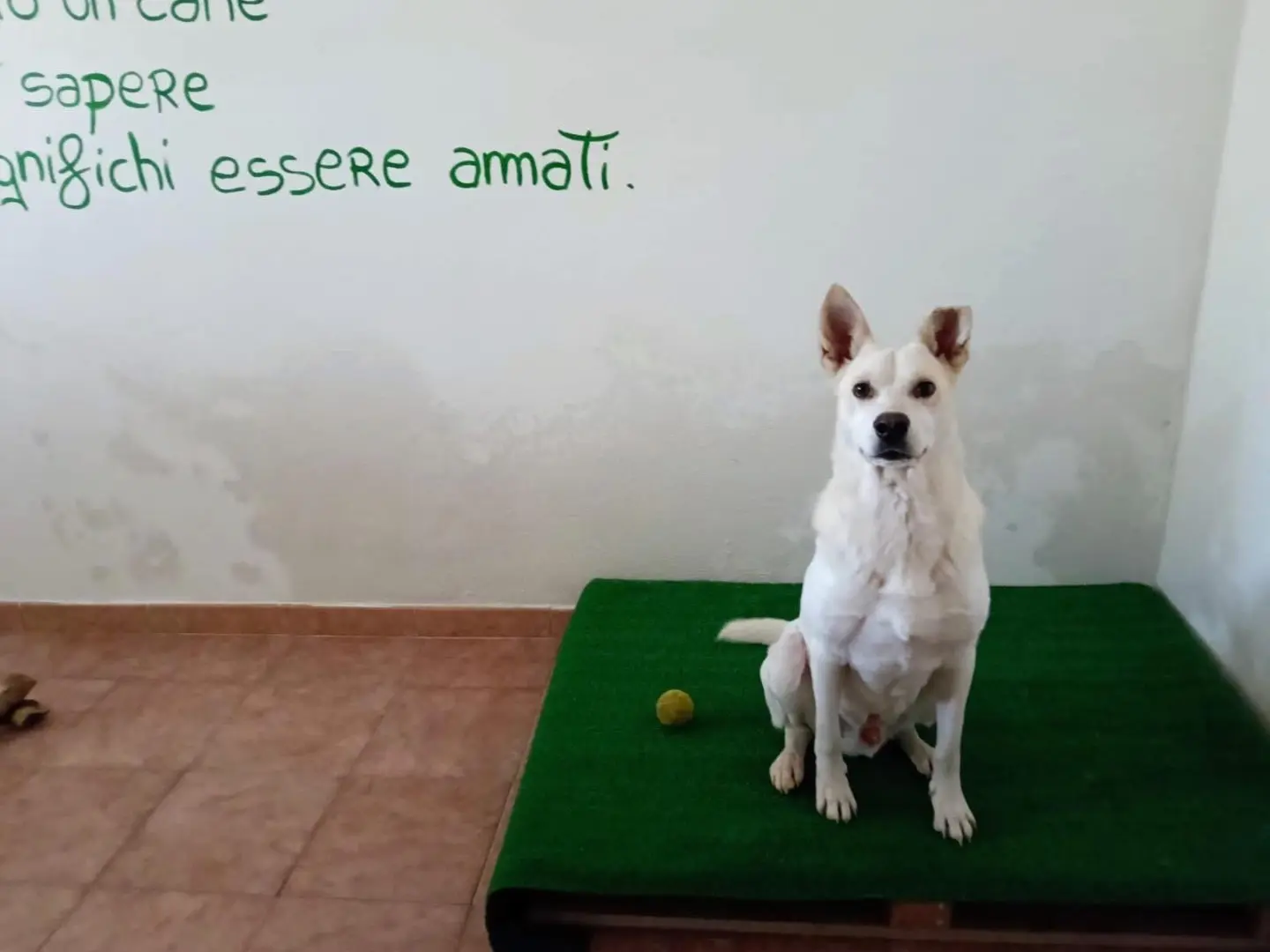 Adotta un cane, taglia media, maschio, Siracusa