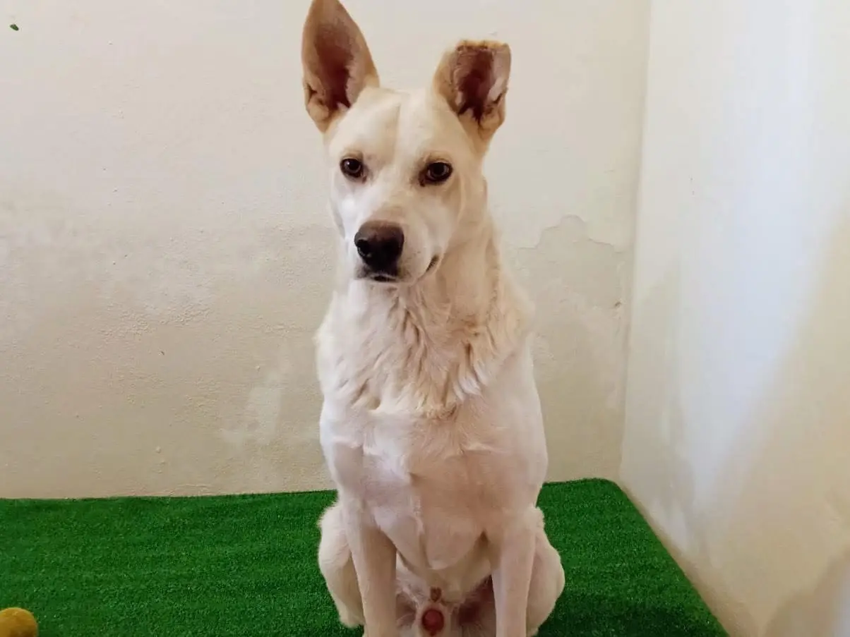 Adotta un cane, maschio, 4 anni e 2 mesi, Siracusa