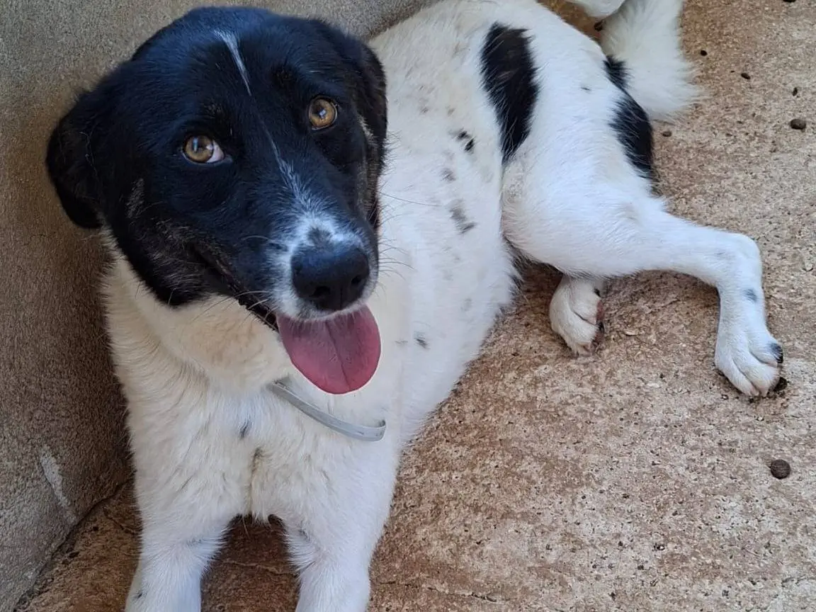 Adozione cane, femmina, Razza sconosciuta Razza sconosciuta, 1 anno e 10 mesi, taglia media, Bari