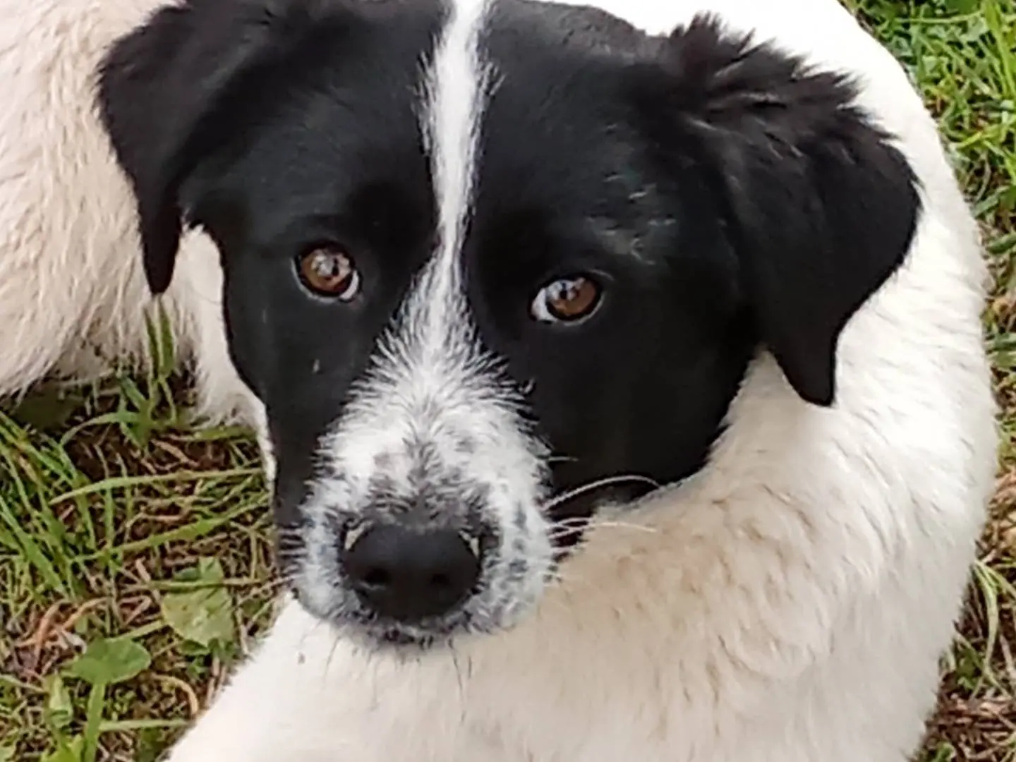 Adotta un cane, femmina, 1 anno e 10 mesi, Bari