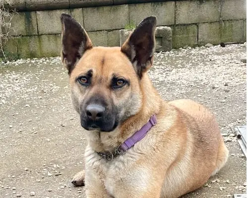 Adotta un cane, taglia media, femmina, Bologna