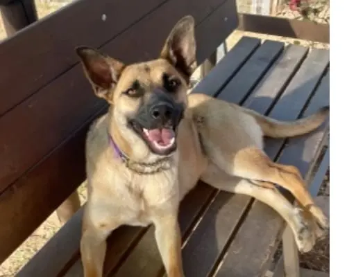 Adotta il cane Amira a Bologna