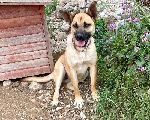 Adozione cane, femmina, Pitbull, 6 anni e 5 mesi, taglia media, Bologna