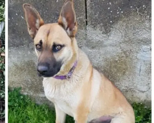 Adotta un cane, femmina, 6 anni e 5 mesi, Bologna