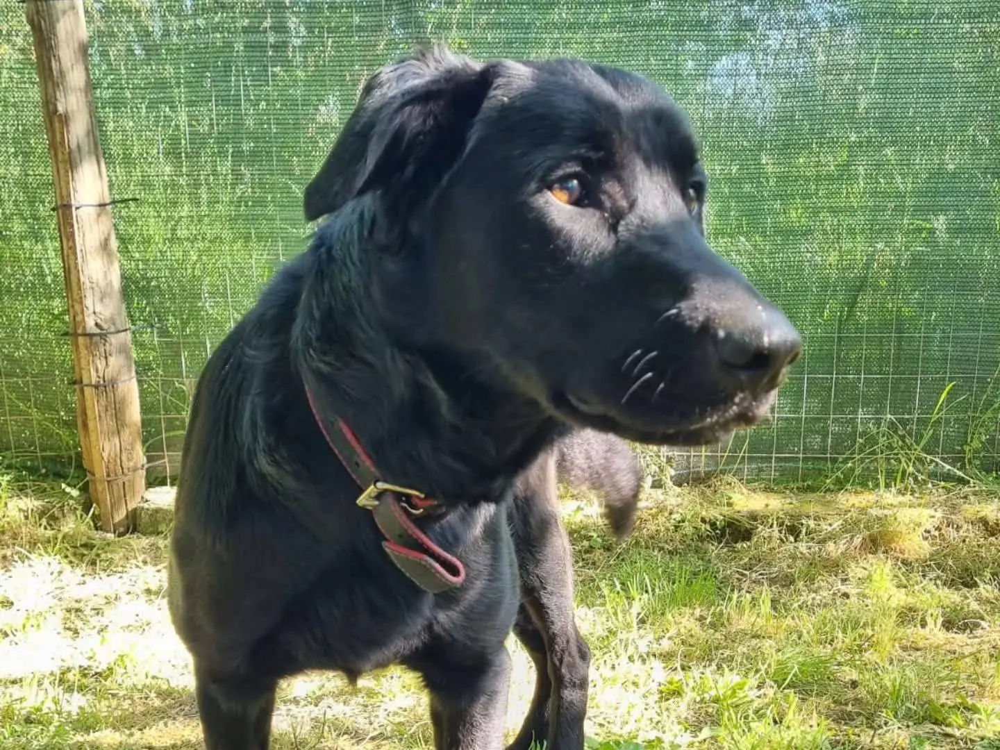 Adozione cane, maschio, Razza sconosciuta Razza sconosciuta, 3 anni e 6 mesi, taglia media, Viterbo