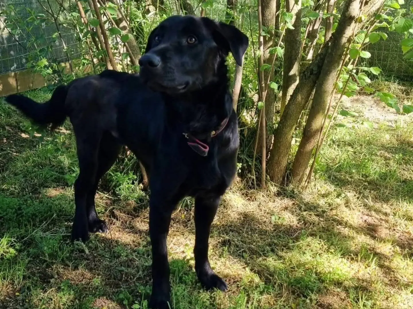 Adotta un cane, taglia media, maschio, Viterbo