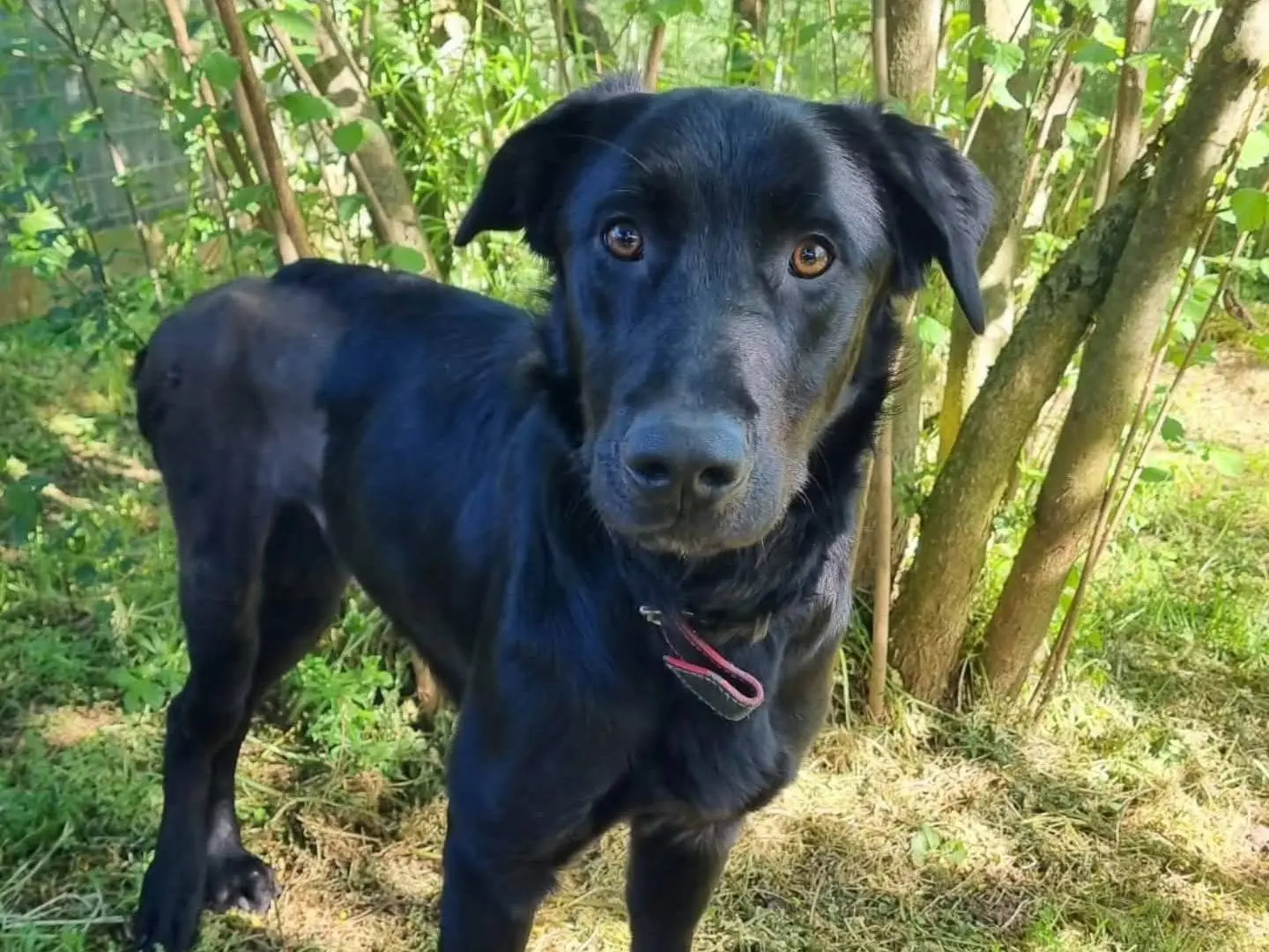 Adotta un cane, maschio, 3 anni e 6 mesi, Viterbo