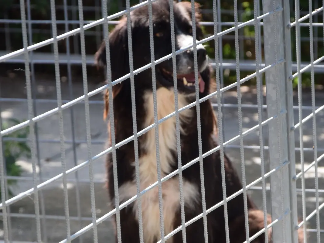 Adozione cane, maschio, Border Collie Razza sconosciuta, 5 anni e 4 mesi, taglia media, Pescara