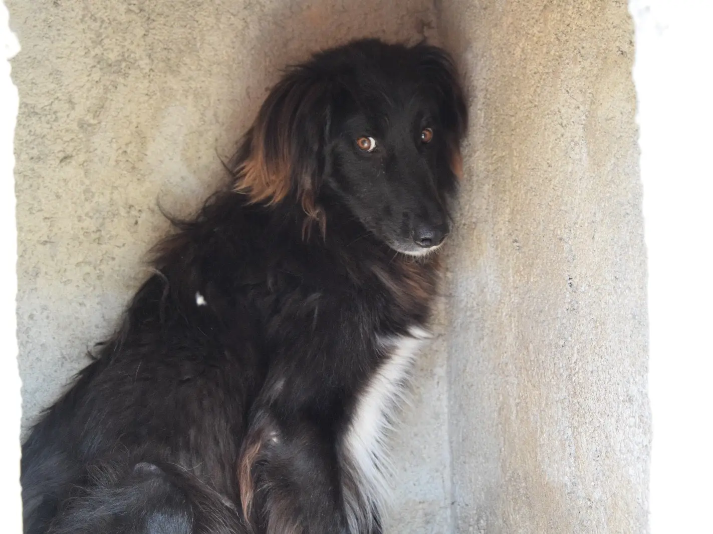 Adotta un cane, taglia media, maschio, Pescara