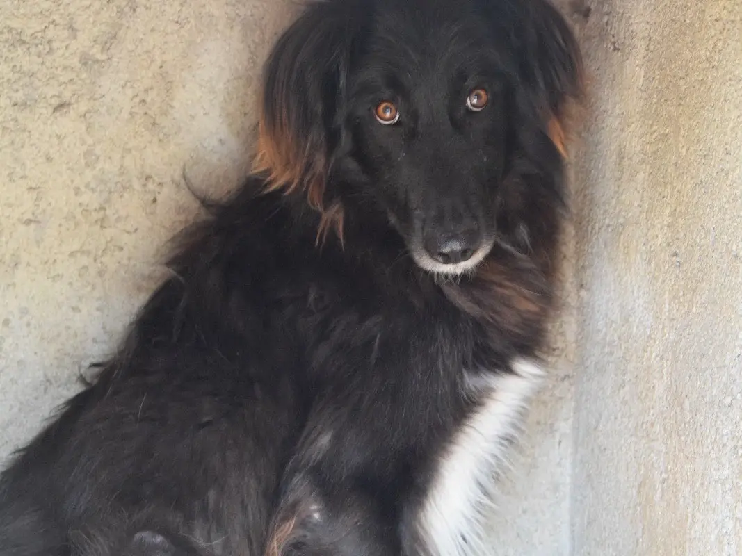 Adotta un cane, maschio, 5 anni e 4 mesi, Pescara
