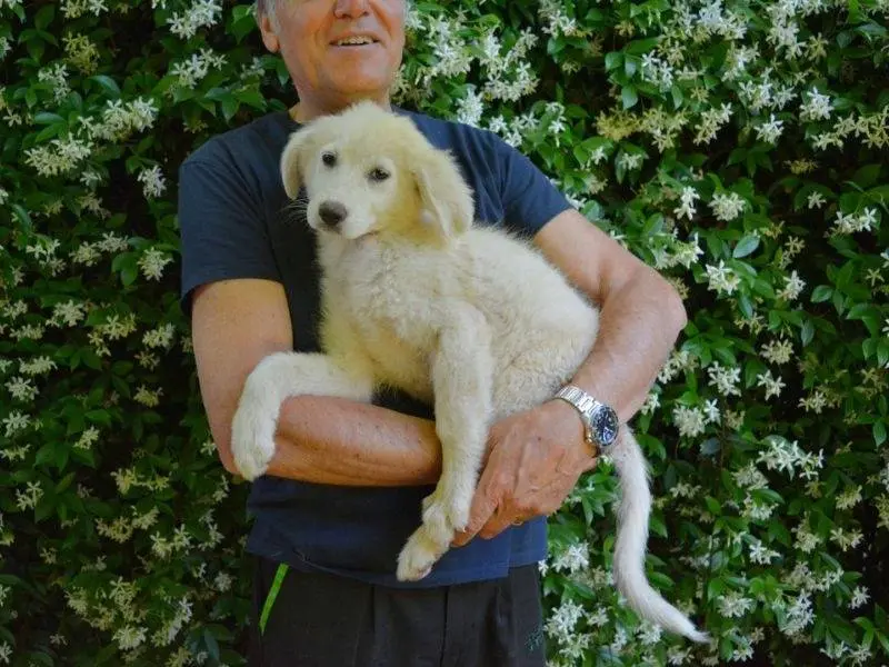 Adotta un cane, femmina, 7 mesi, Roma