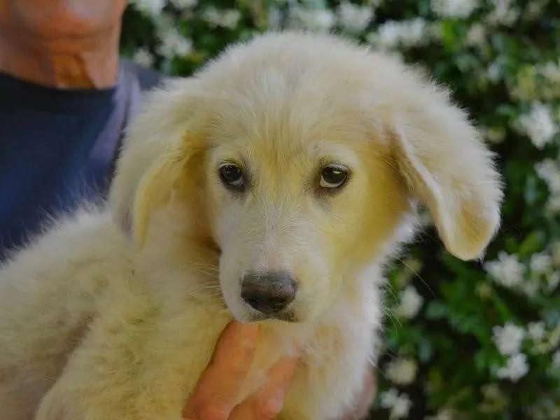 Adotta un cane, taglia media, femmina, Roma