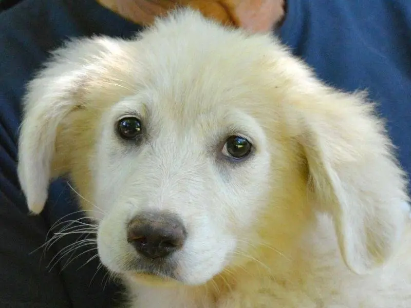 Adozione cane, femmina, Razza sconosciuta Razza sconosciuta, 7 mesi, taglia media, Roma