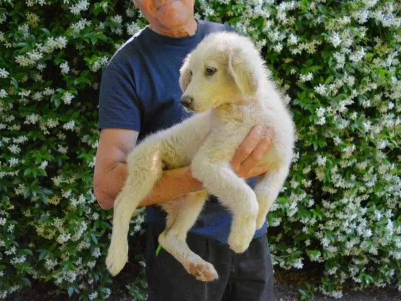 Vuoi adottare un cane a Roma?