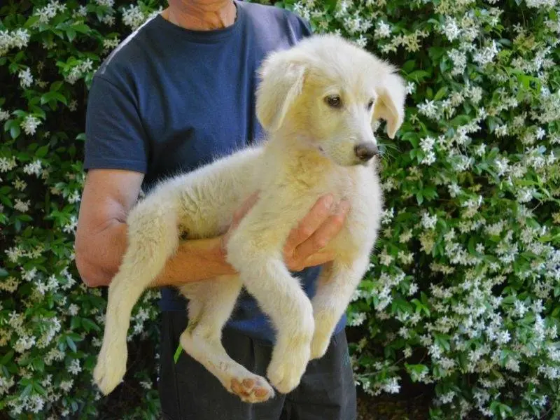 Adotta il cane Sorina a Roma