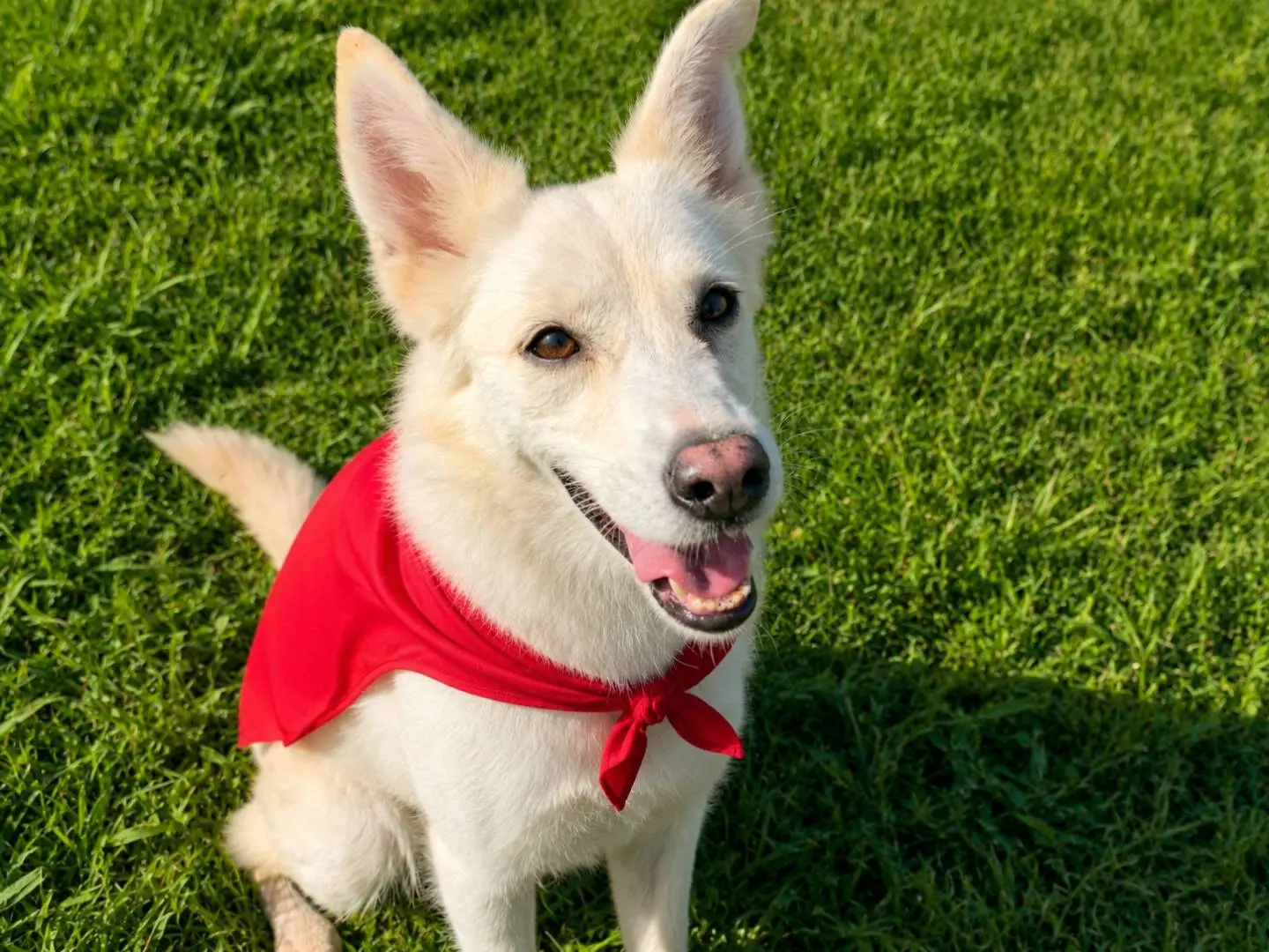 Adozione cane, femmina, Razza sconosciuta Razza sconosciuta, 12 anni e 4 mesi, taglia media contenuta, Napoli