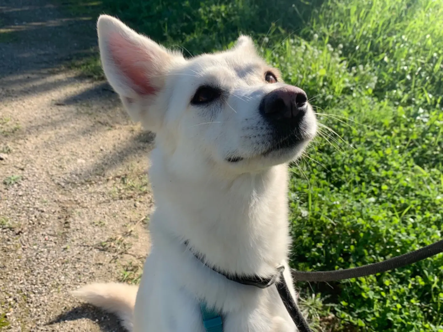 Adotta un cane, femmina, 12 anni e 4 mesi, Napoli