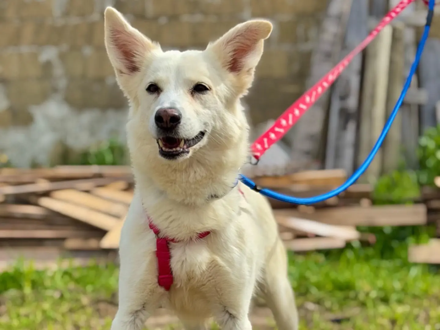 Adotta un cane, taglia media contenuta, femmina, Napoli