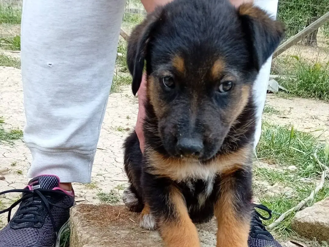 Adozione cane, maschio, Pastore tedesco Pastore tedesco, 2 anni e 8 mesi, taglia piccola, Taranto