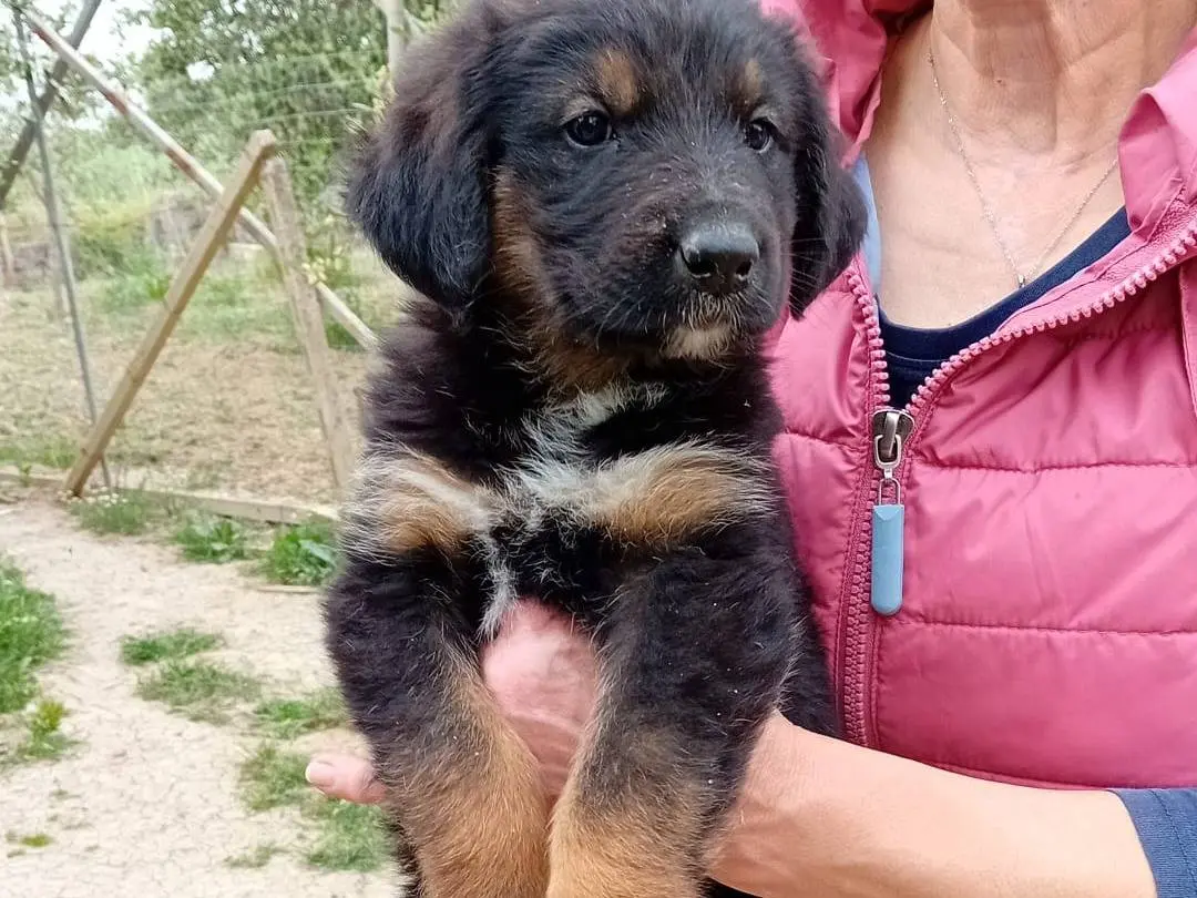 Adotta un cane, maschio, 2 anni e 8 mesi, Taranto
