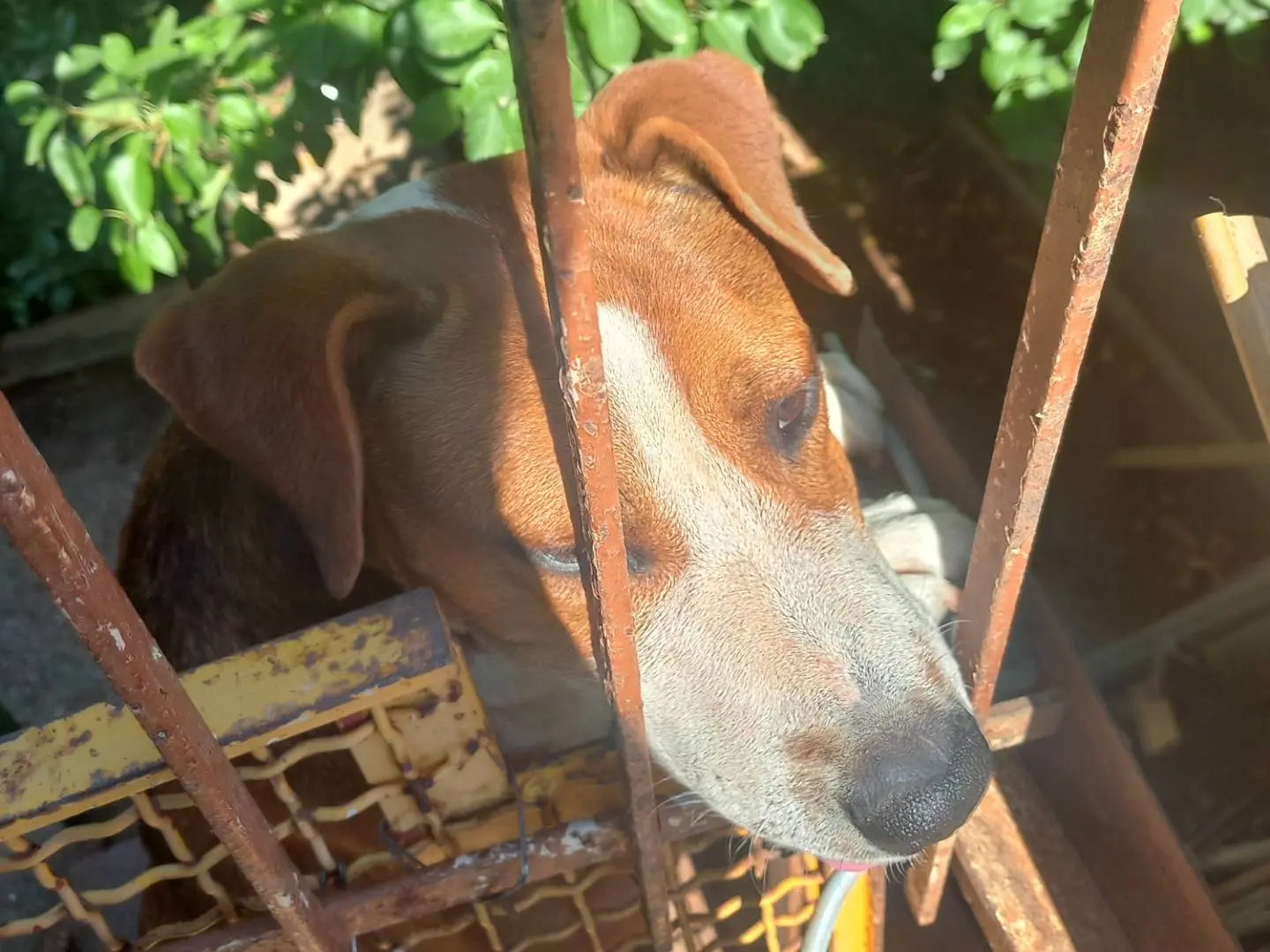 Vuoi adottare un cane a Trapani?
