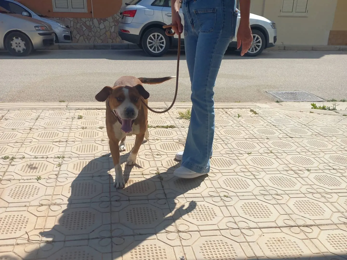 Adotta il cane Zampa a Trapani