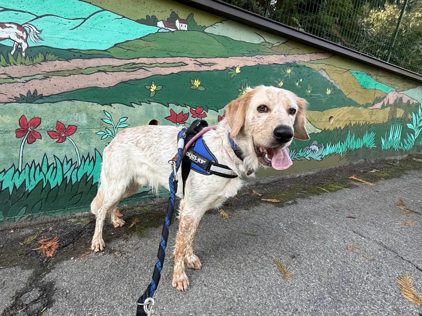 Adozione cane, maschio, Setter Inglese Razza sconosciuta, 1 anno e 9 mesi, taglia media, Asti