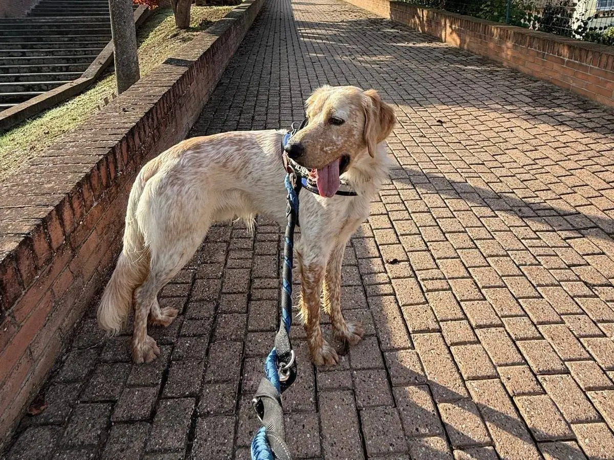 Adotta un cane, maschio, 1 anno e 9 mesi, Asti