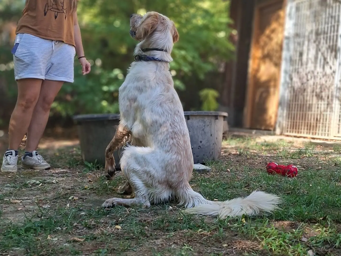 Adotta il cane Argo a Asti