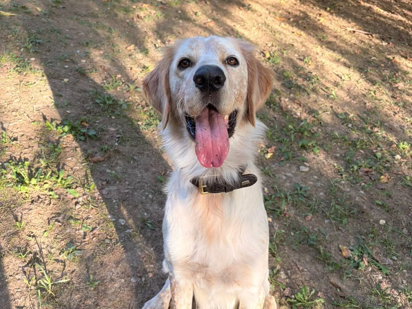 Vuoi adottare un cane a Asti?