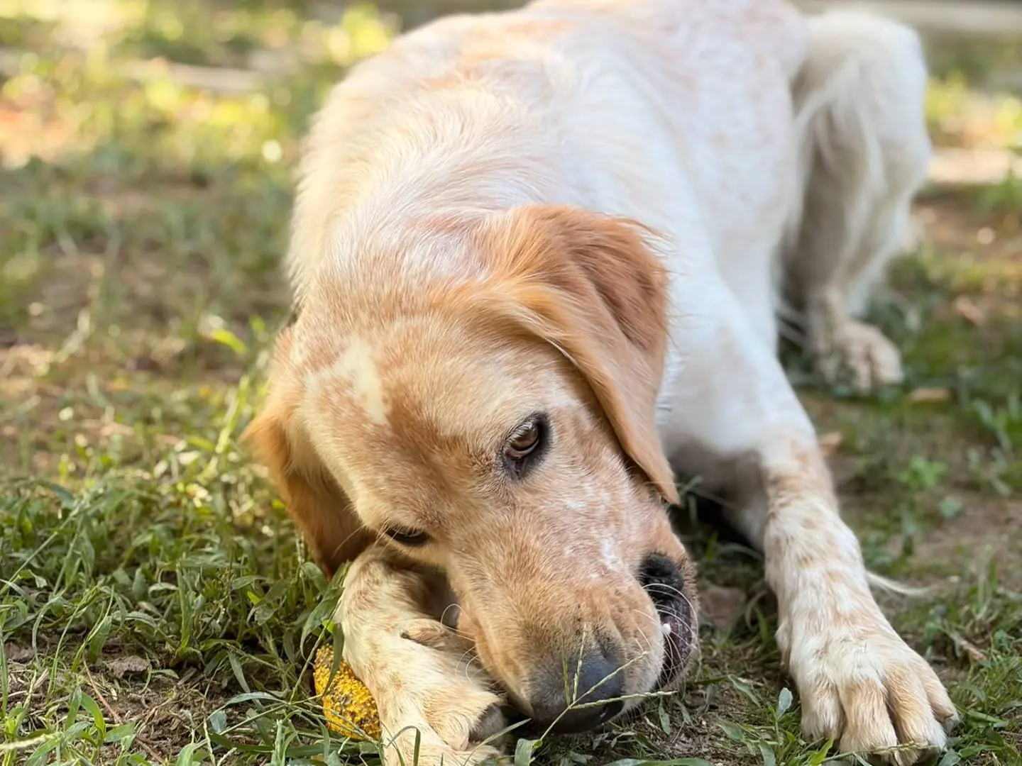 Adotta un cane, taglia media, maschio, Asti