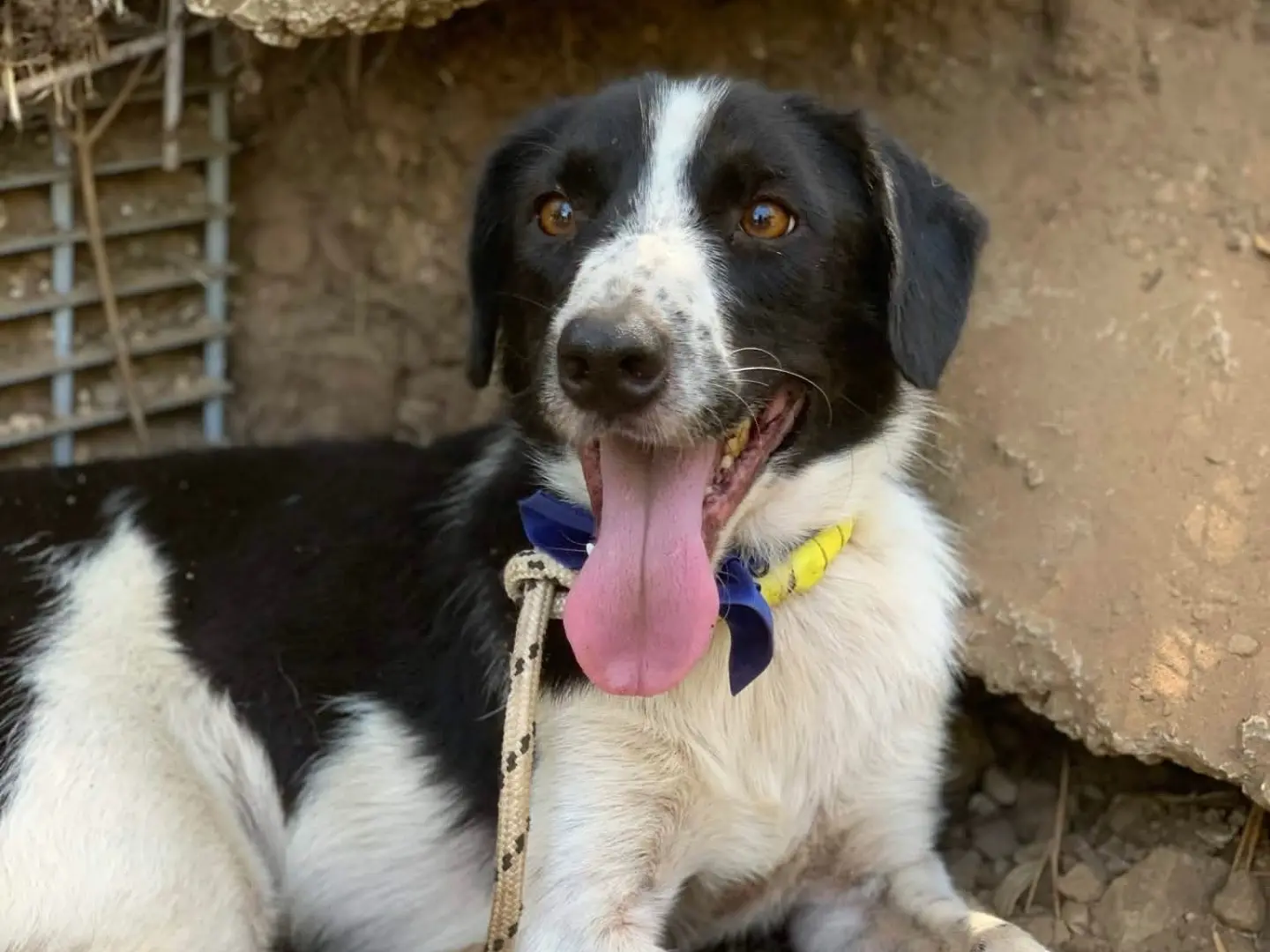 Adotta un cane, taglia media contenuta, maschio, Latina
