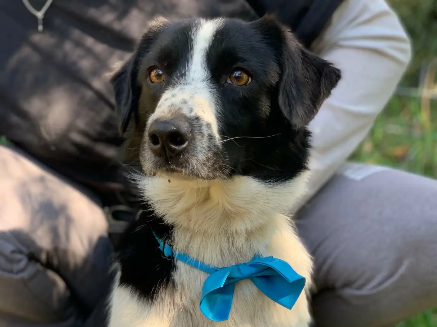 Adozione cane, maschio, Razza sconosciuta Razza sconosciuta, 4 anni e 7 mesi, taglia media contenuta, Latina