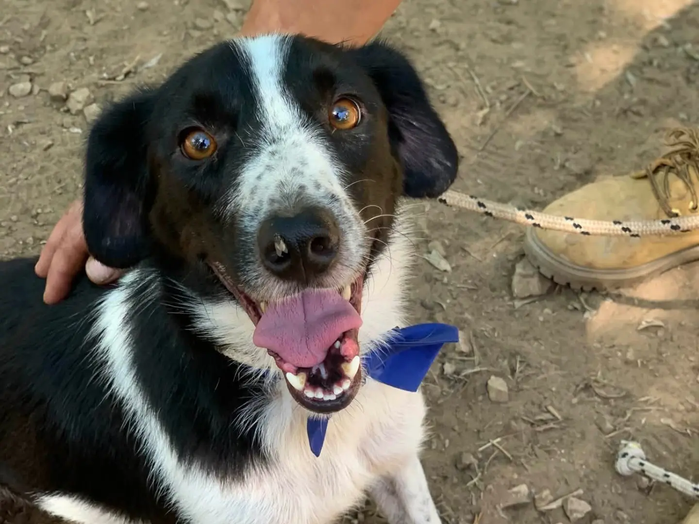 Adotta un cane, maschio, 4 anni e 7 mesi, Latina