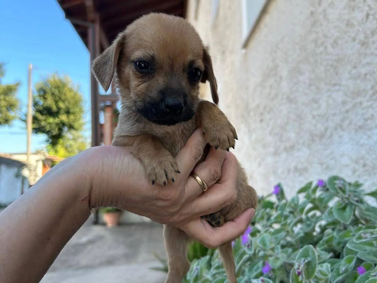 Adotta un cane, taglia piccola, maschio, Frosinone