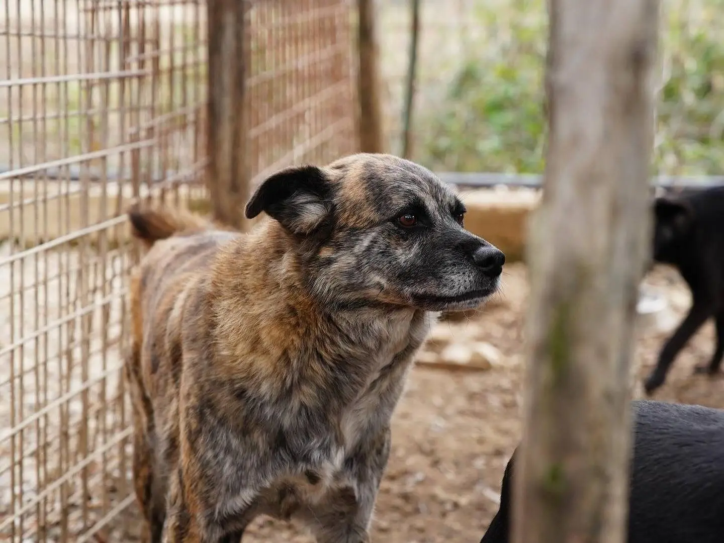 Adotta un cane, maschio, 7 anni e 7 mesi, Napoli