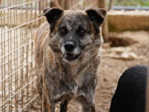 Adozione cane, maschio, Razza sconosciuta Razza sconosciuta, 7 anni e 7 mesi, taglia media, Napoli